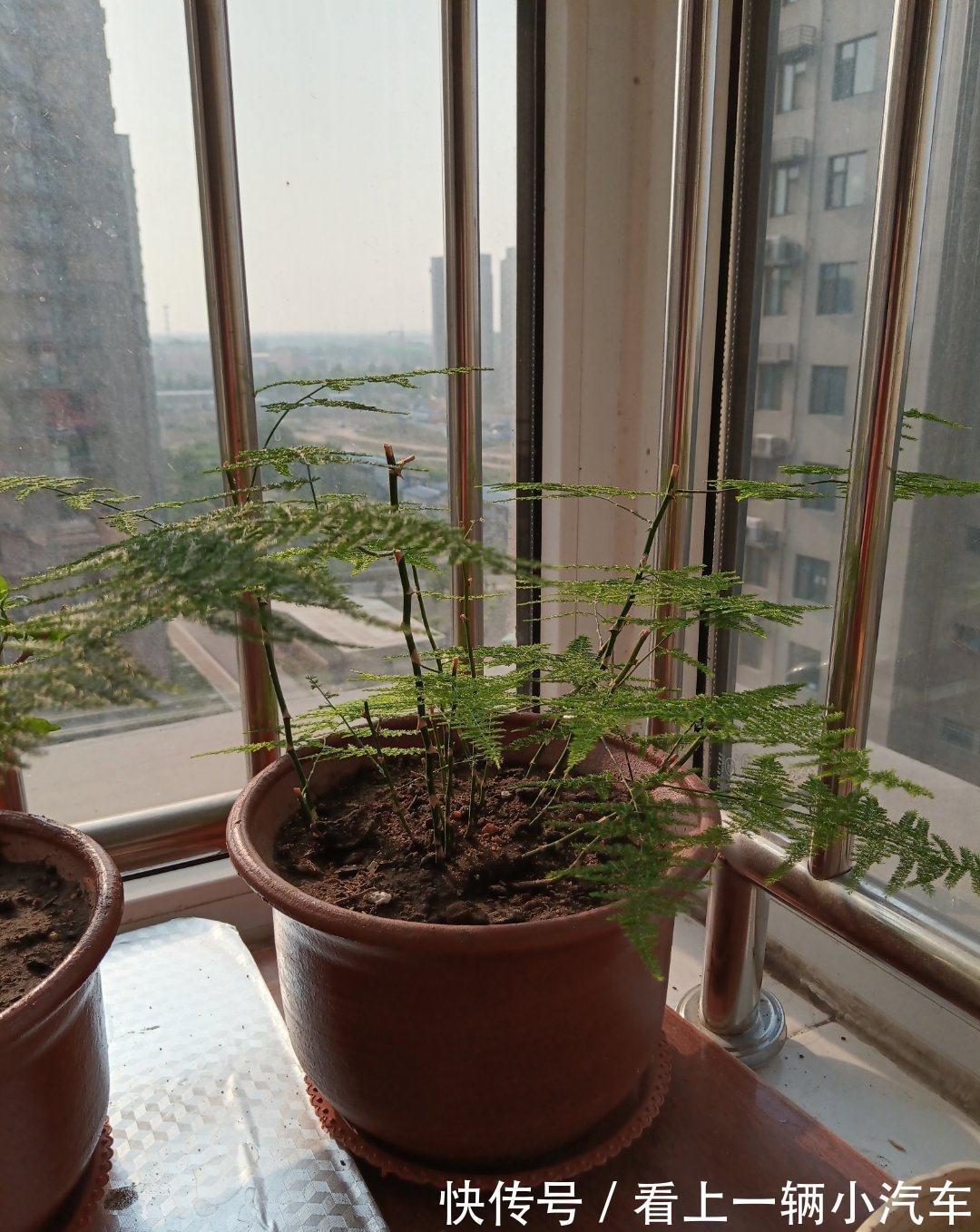 发黄|十二月养文竹,在“三位置”留点水,芽笋“咕噜”冒,养成小老桩