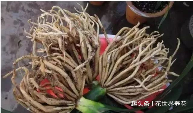 给君子兰换盆，5个要点要“记牢”，服盆快，不烂根！