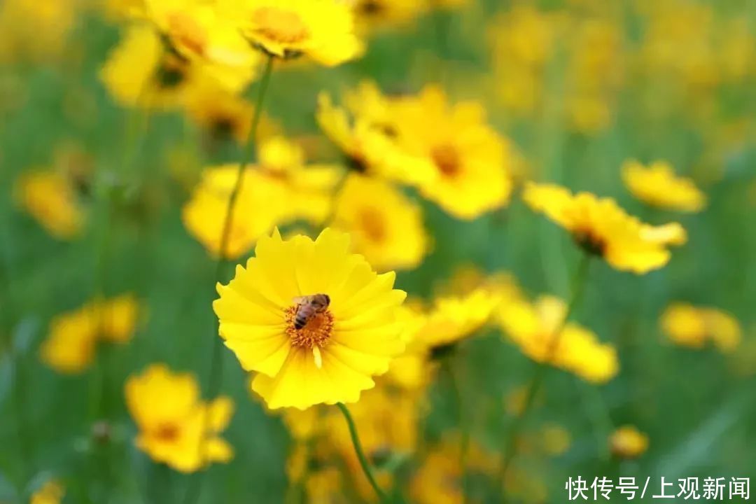 金鸡菊花海推荐上新，约吗？