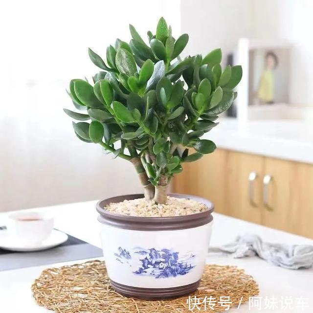 风水|客厅养花就选这六种，寿命长、寓意好，省心又好养，你家养了几种