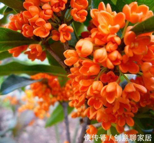 桂花|6种“黄金花”,秋天最好养,客厅摆一排,财气满满花爆棚