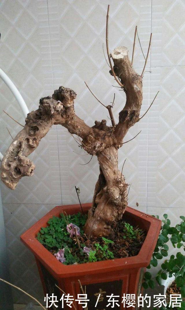 生根|盆景老桩上盆后不发新芽、不生长之我见
