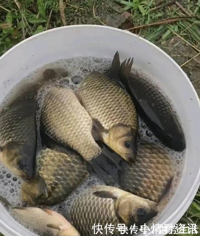 觅食|野钓连杆双飞的秘密勤抽窝、多放口、以鱼诱鱼!