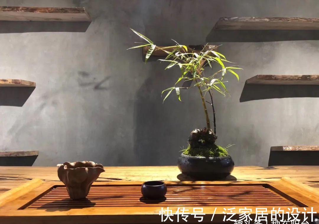 这“胖竹子”真奇特，既有竹的风骨与品格，还胖起来真好看！