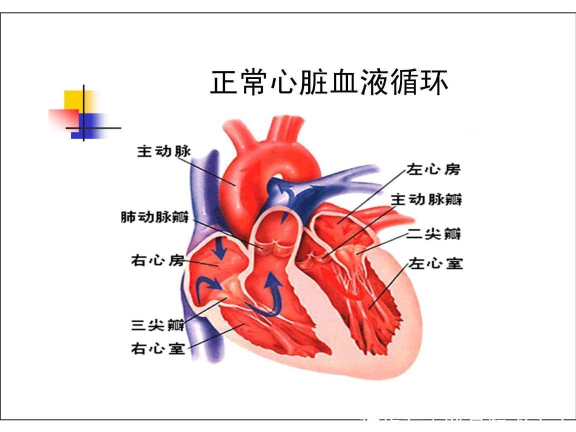 6类人是心脏病高危人群哪些症状应警惕关注6点保护心脏健康