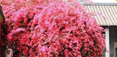 阳台再小,也要养4种花,一年开花230天,轻松开成小花园