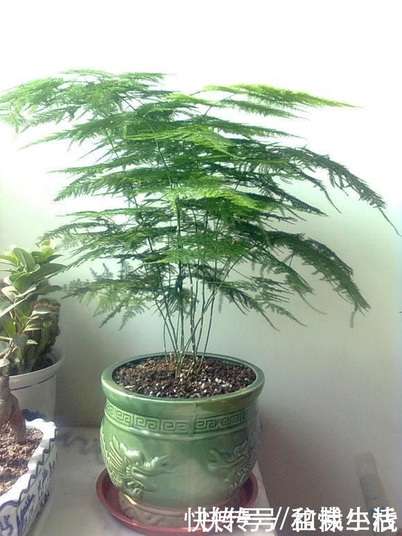 室内不知道养啥花卉?10种耐阴花,供你随意挑选