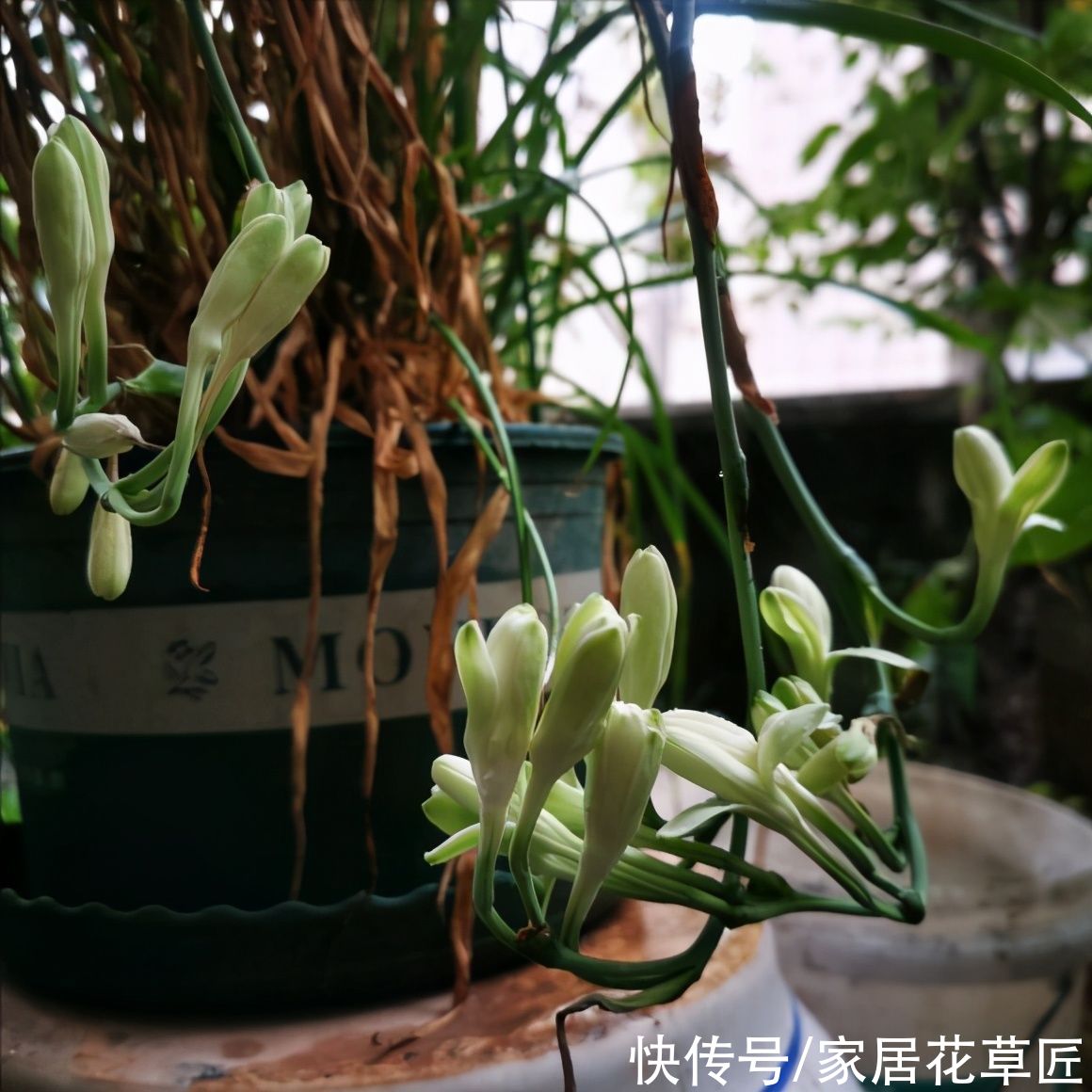 晚香玉|4种带香味的花，好养又好看，还能驱蚊，养上一盆夏天不怕蚊子咬