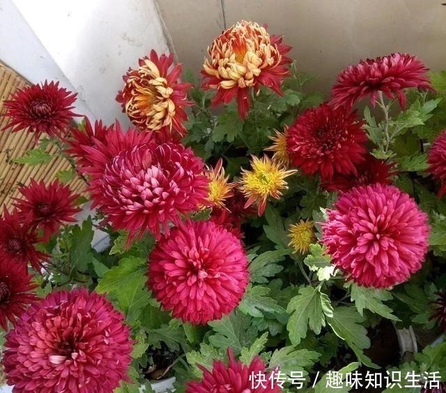 杜鹃花|人养花、花也养人，医生喜欢养的八种花，家里养一盆，清雅又健康！