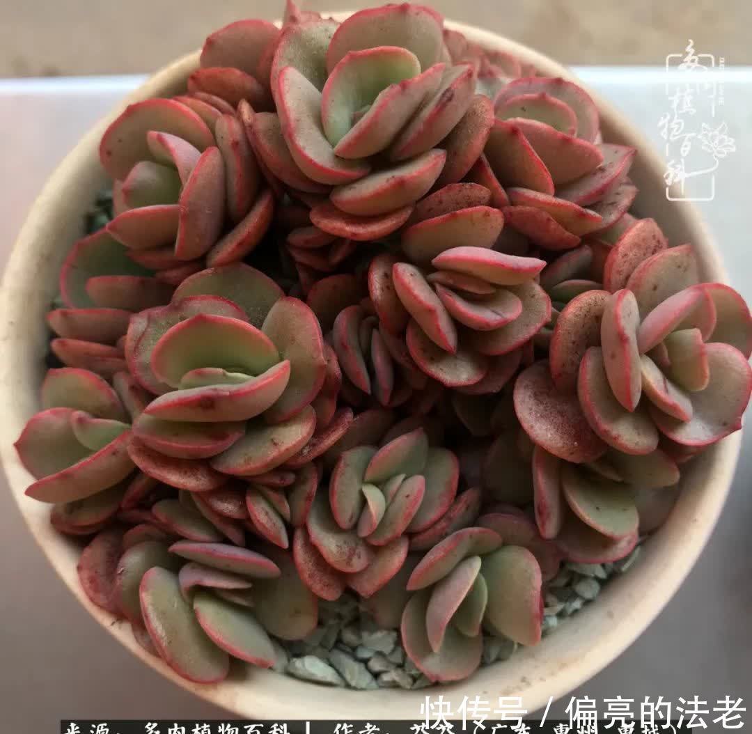 养花|一种爱好就是一种境界，养花养多肉可以培养一个人的心境！