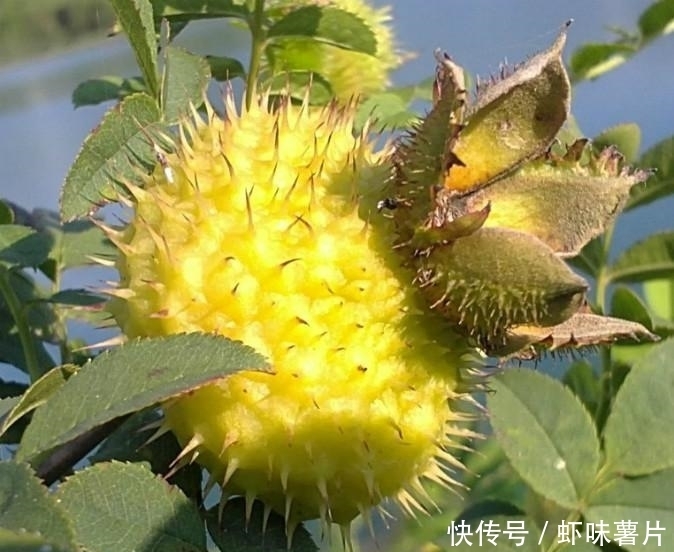 年轻|女性不想老得快,要多吃此物,排毒养颜,更显年轻