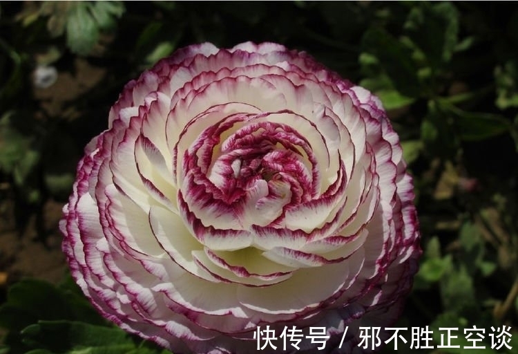 倒挂金钟|四种花常年开花易爆盆,30天不浇水照样生长,一年开花不断