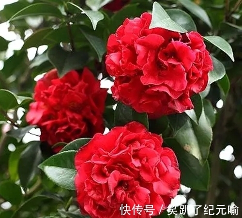 月季|不要只会种月季，这种花开花多还容易养活，快来看看吧