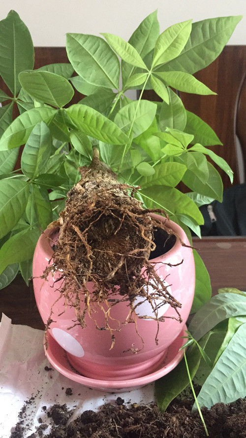 盆栽花卉，黄叶烂根后，别急着换盆，让它“自愈”就好了