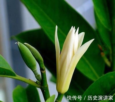 零下|少抽几包烟,此花也要种2棵,零下十度冻不死,浇水就开花!