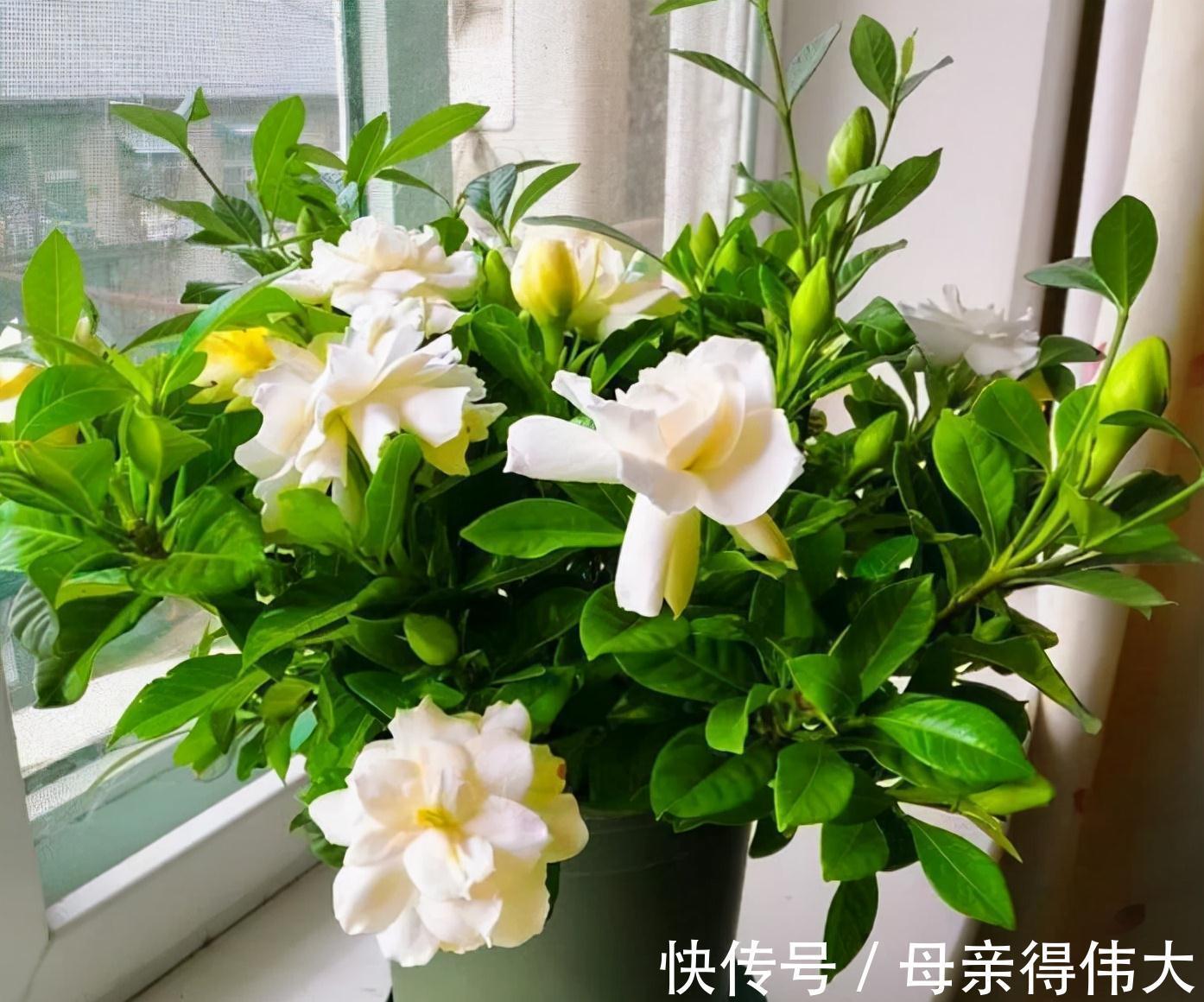 郁金香的种植方法(图1)