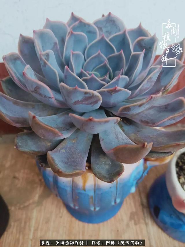 这些年养的那些多肉!附靠谱的多肉度夏小技巧!