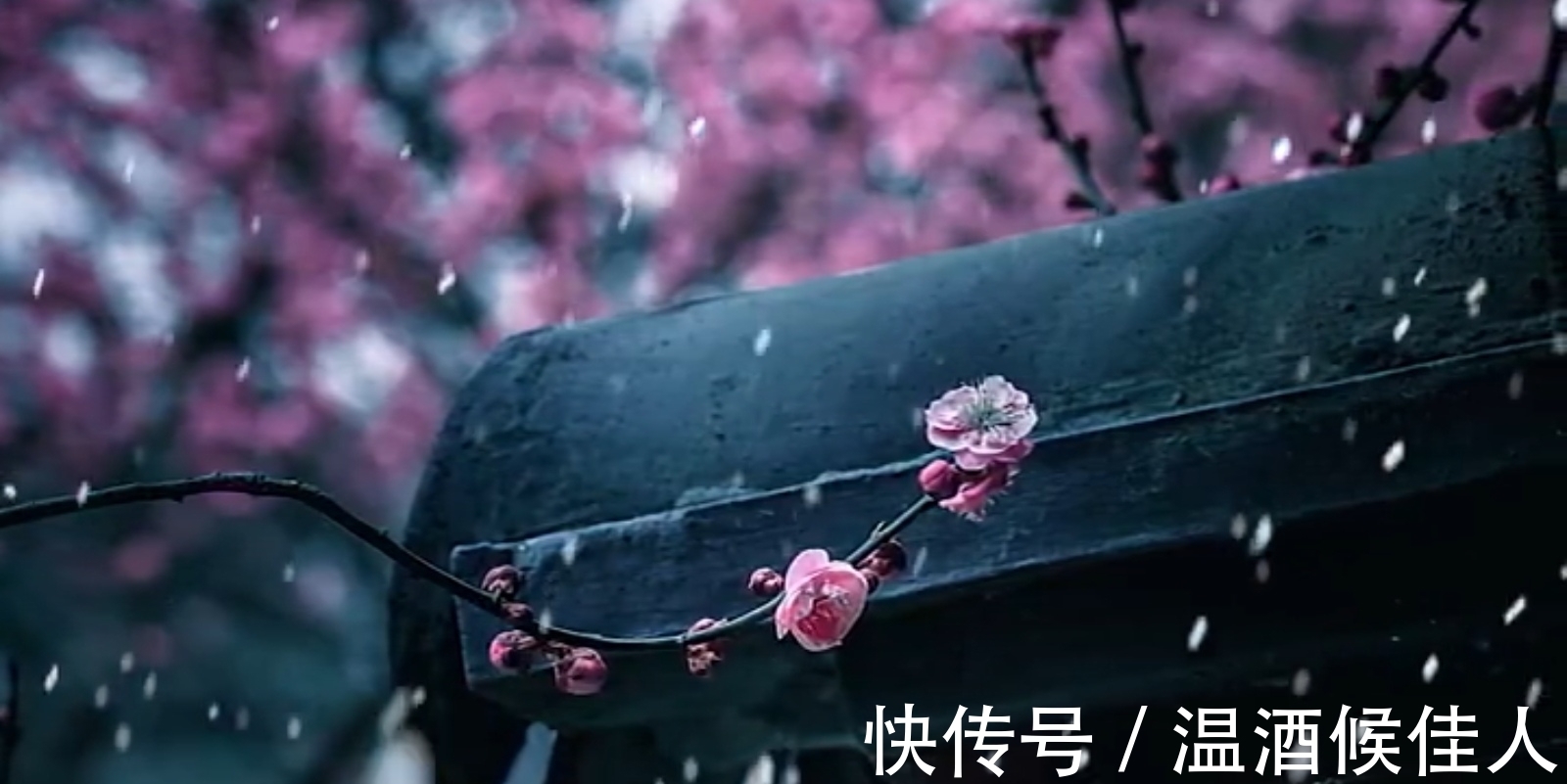 关山#苏轼出狱后作《梅花诗》不久蜕变成东坡居士,写法不落俗套