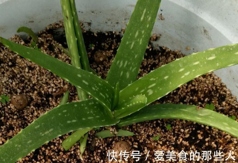 家里种上一盆此个,不管不问轻轻松松就爆盆挡都挡不住