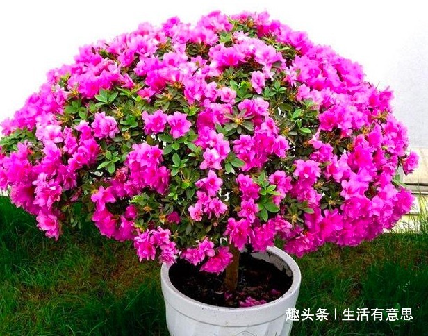 李大娘养花,一年四季只用2种“树叶”当花肥,枝壮叶厚,花朵多