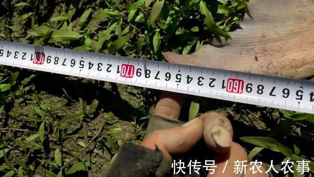 湖北一男子野钓过瘾，意外收获1.68米的“淡水之王”，直接扛回家