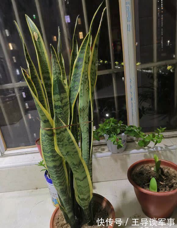 观叶|单棵虎皮兰孤零零,喂点“羊粪球”,小芽窜不停,10天长满花盆