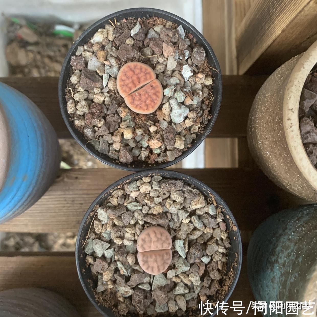 超萌的屁股花，养护简单，全颗粒养护，多光照，室内养也不徒长