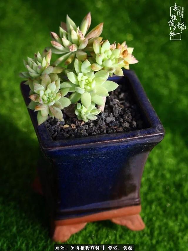 养了三年多肉,终于明白佛系养肉才是王道!