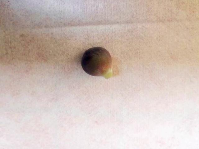 它们不是桃蛋,只是和桃蛋很像,有的香气十足,有的和汤圆一样圆