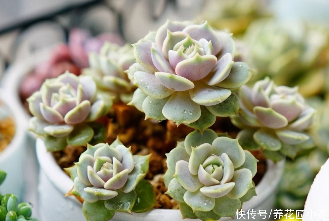 想要养好多肉，新手忌用“三种水”，否则容易伤根，严重会化水