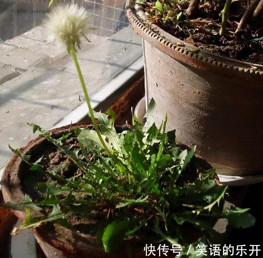 要点|一种野草叫婆婆丁,路边常见别忽视,老人说其价值极高