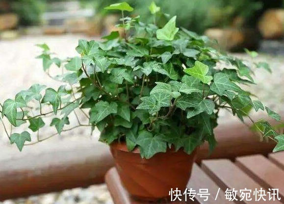 常春藤养不好“关键”3点要做好，四季常青长爆盆，美出新高度