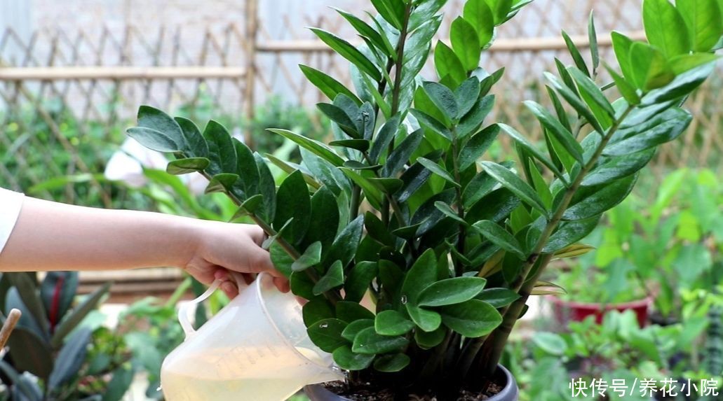 浇水|养金钱树，别只浇水，补上2肥，不停冒新芽