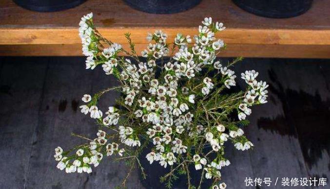 花卉|今年流行的一款“花卉”,比腊梅好养,而且四季能开花!