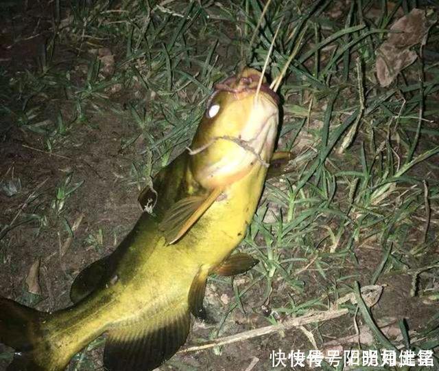 黄纳丁味道鲜美,钓它有什么技巧呢经验分享