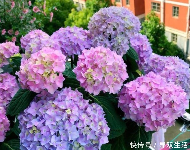 蹭蹭|“一片小药片”养啥花都旺,比黄豆水好用10倍,花卉蹭蹭长爆盆