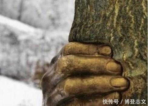 大自然|世界上最“有力”的手,紧握树干长达半个世纪,一直都没有松开过