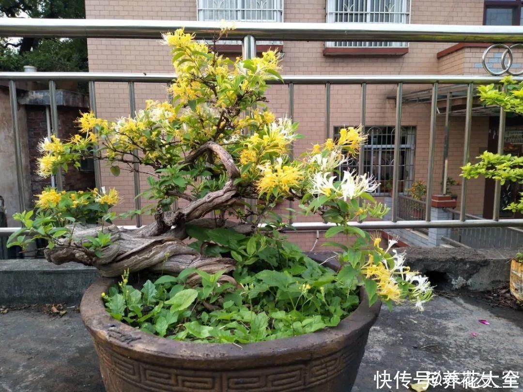 金银花|养到烦人的花，盆都不够用，扔掉还很心疼