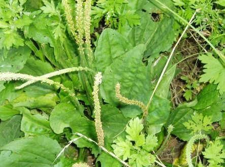 农村最常见的三种山野菜，营养成分十分高，何不了解一下