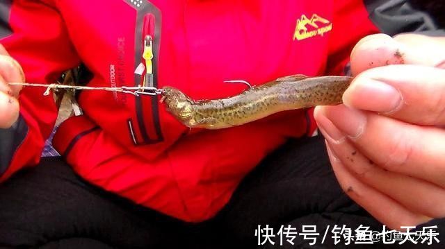 饱受争议的“泥鳅钓鱼”，危害有多大？网友：三天可钓空一个水库