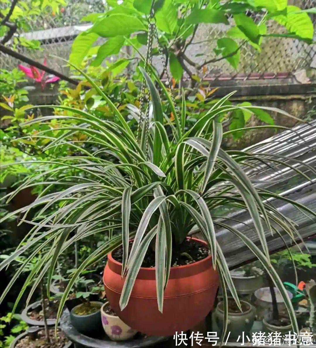 超好养的18种植物,第一名竟然是它!绿萝只能排倒数