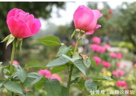 养花|用以下食物养花,撒一把根壮叶绿蹭蹭疯长,一年到头不生虫