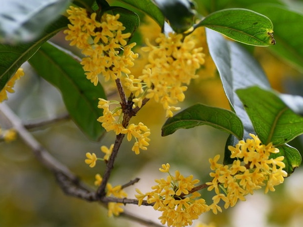怎样让浓香远溢的桂花花多味香须要注意以下几点 快资讯