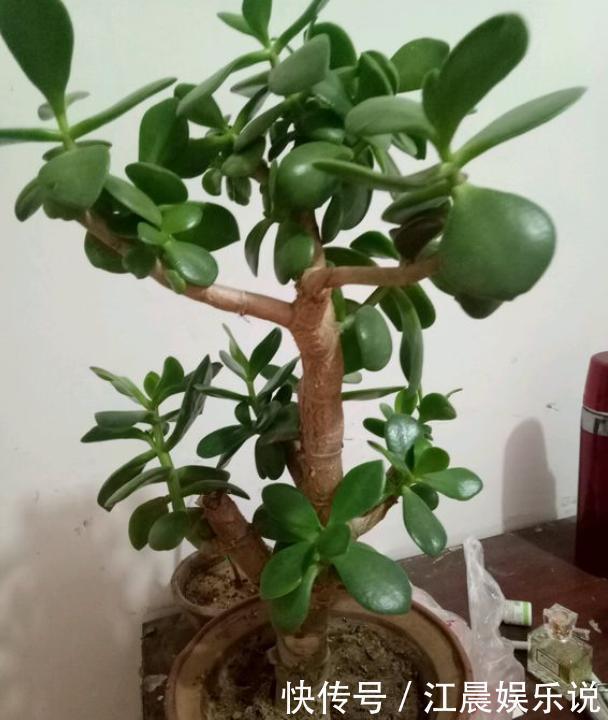 光照|想把玉树养开花,避开“修剪”误区,秋末必然满树花