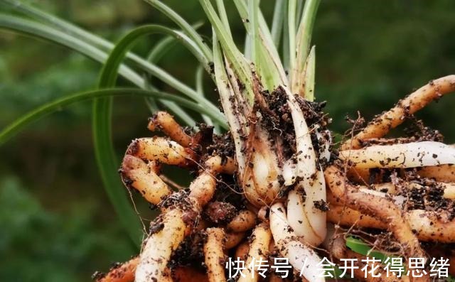 兰花快速生根的方法,不必高价买植料,15天就能出新根!