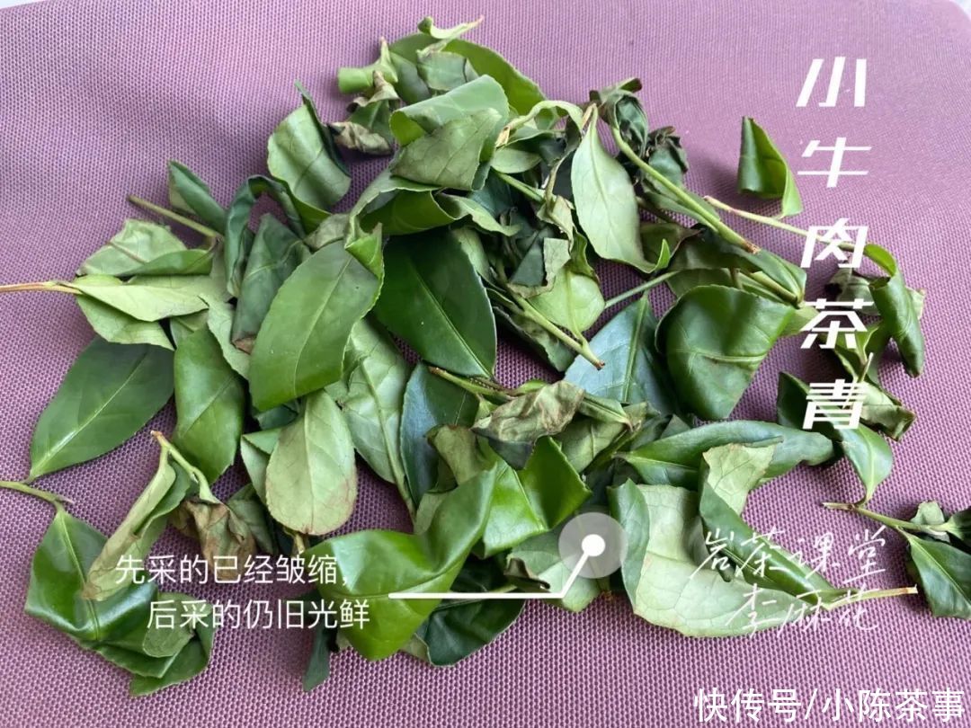 慧苑|我在武夷山“捡漏”，采到一泡小牛肉岩茶，味道如何？