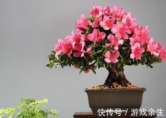 养花就这么简单,种过一两盆花就知道了,只要记住几个字