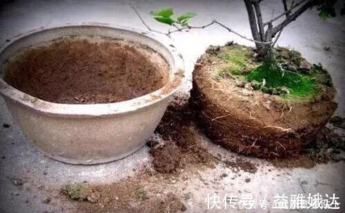 腐叶土|家庭养花,土从哪里来3个方法,不花一分钱,就能自制营养土了!