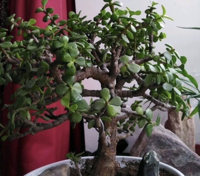 金钱兜|独特的“三种花”,过年时养2盆,寓意招财、旺运,枝叶好看!