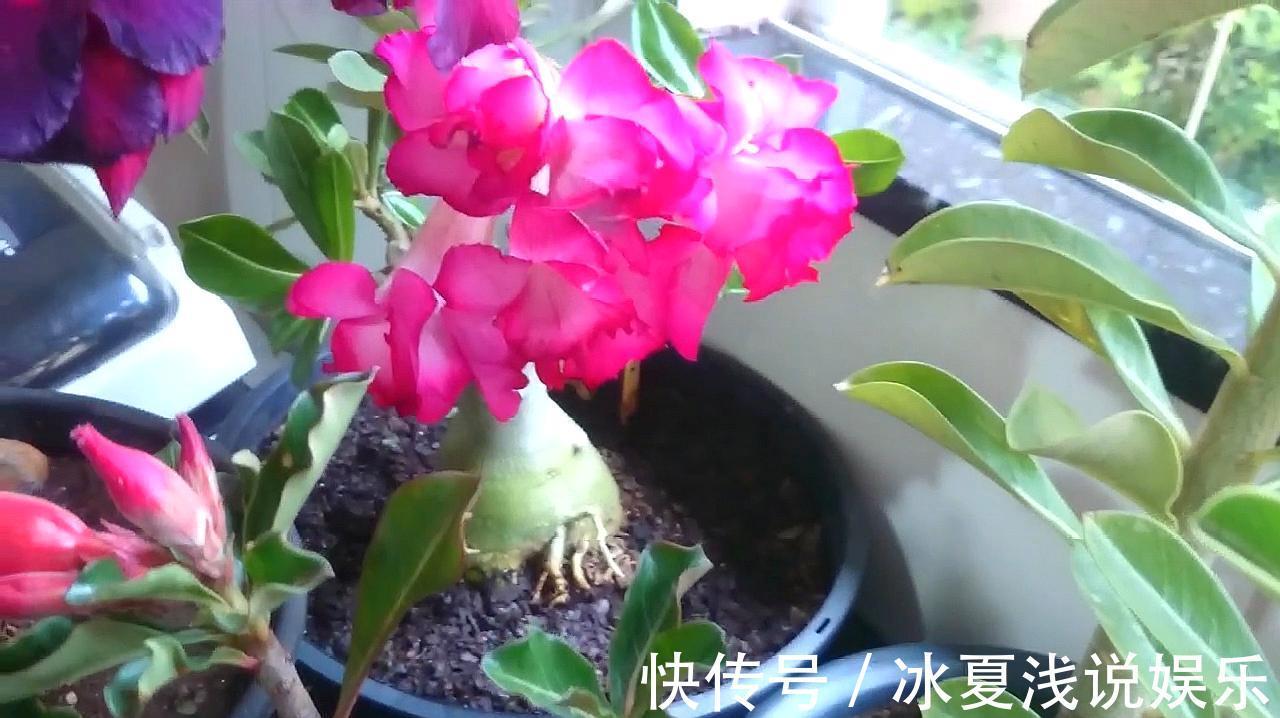 怕水多的“11种花”,家里若有管住手,养不好都是因为太勤了